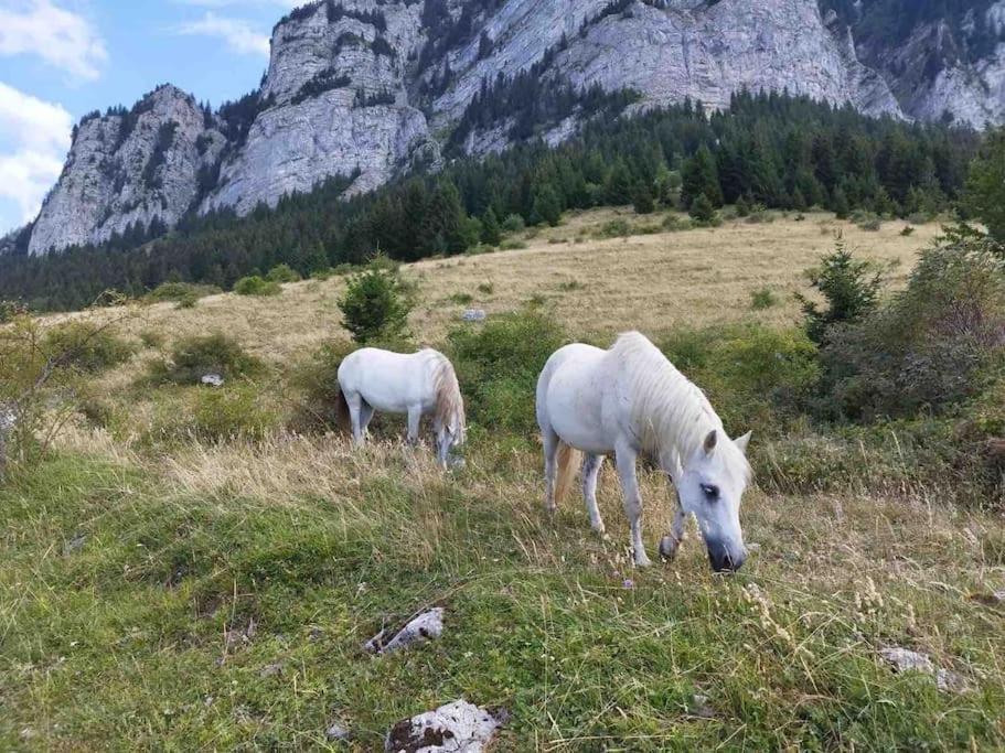 Studio Myrtilles Du Leman Vue Sur Lac Et Montagne Thollon-les-Memises ภายนอก รูปภาพ